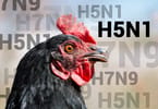 Worst epidemic: New outbreak of bird flu in the Netherlands